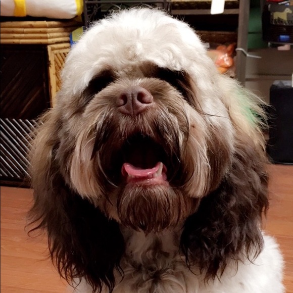 Meet your Posher, George - Picture 1 of 1